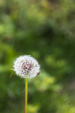春天的蒲公英花特寫