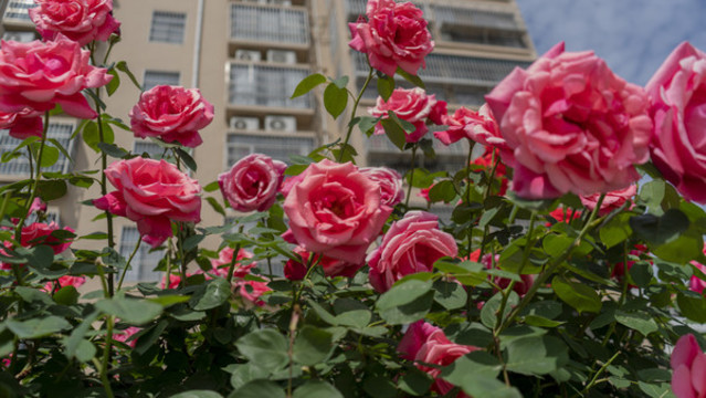 月季花