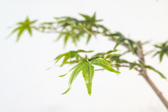 清新綠葉