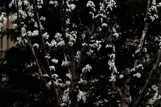 花卉