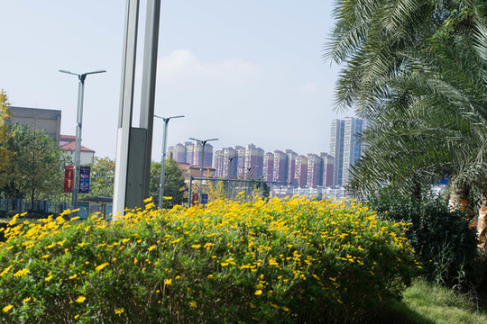 遠(yuǎn)處的樓房