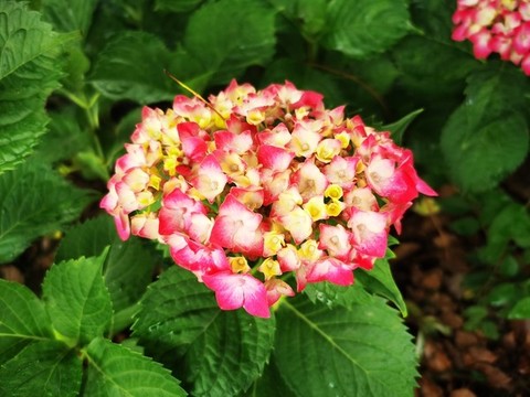 繡球花