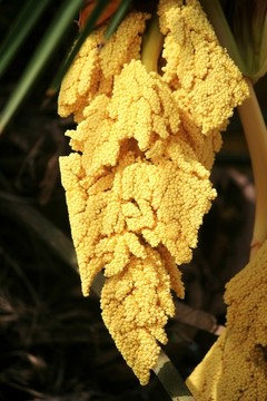 棕樹開花