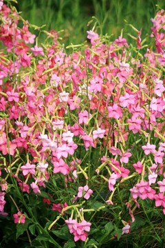 花煙草