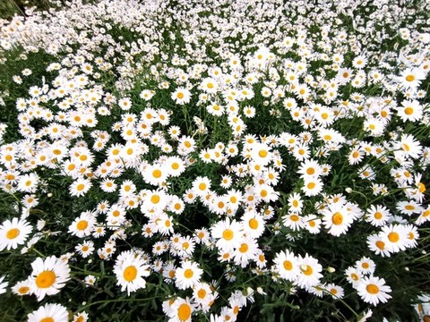 小雛菊
