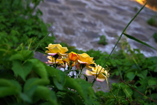五月路邊月季花