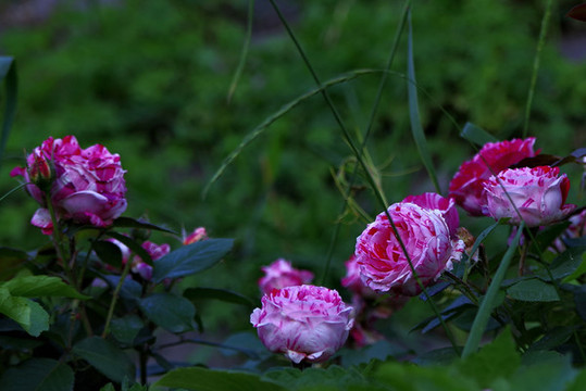 五月路邊月季花