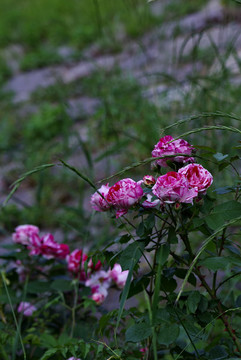 五月路邊月季花