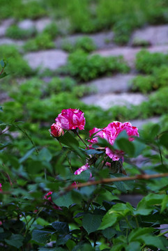 五月路邊月季花