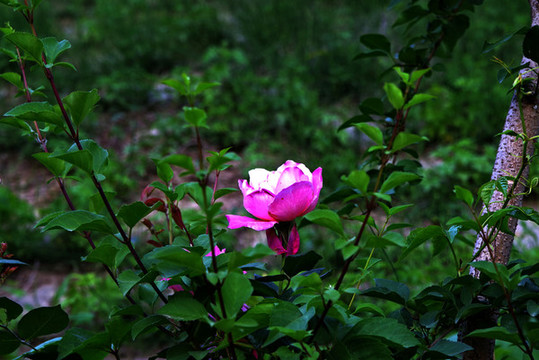 五月路邊月季花