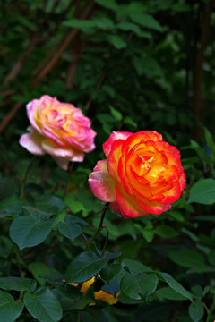 五月路邊月季花