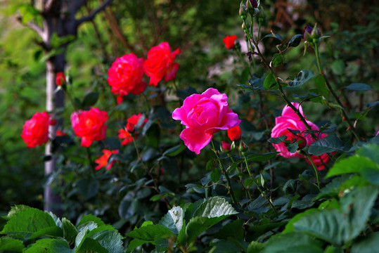 五月路邊月季花