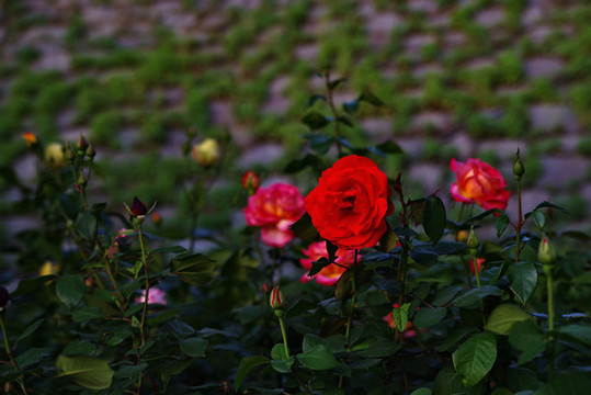 五月路邊月季花