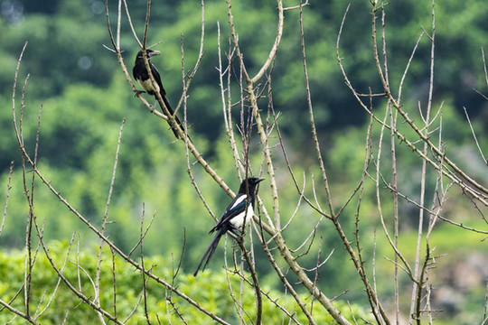 鳥類攝影喜鵲