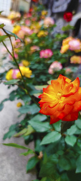 玫瑰花公園小景