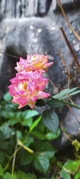 玫瑰花公園小景
