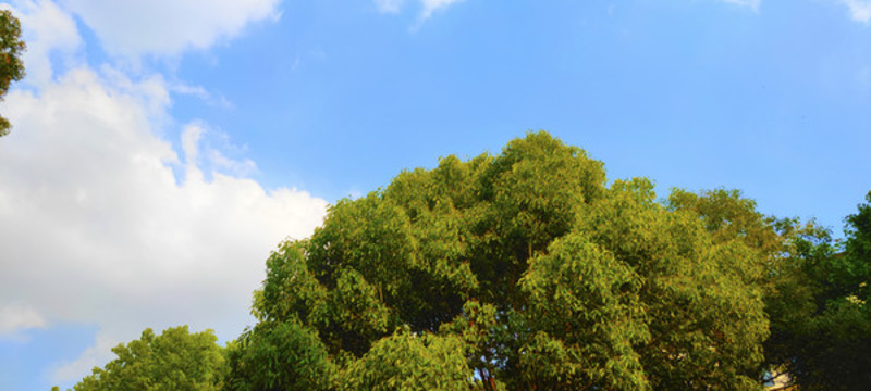 森林公園綠化