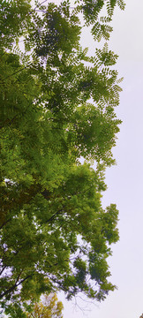 樹枝