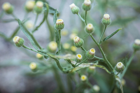 香絲草