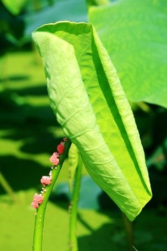 荷葉
