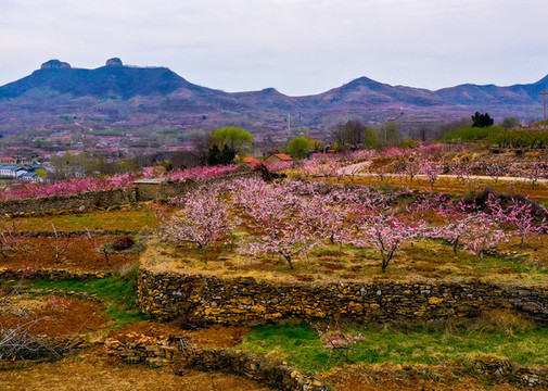 岱崮桃花