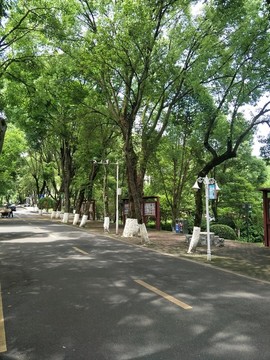 小區(qū)綠化道路