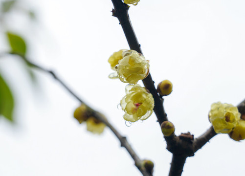 臘梅花