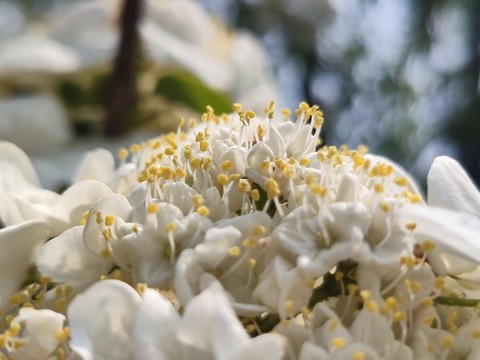 瓊花