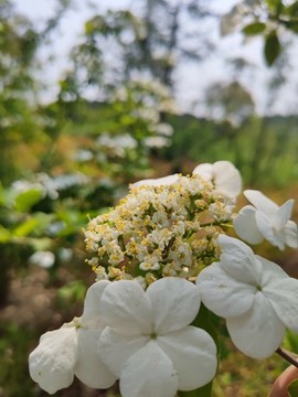 瓊花