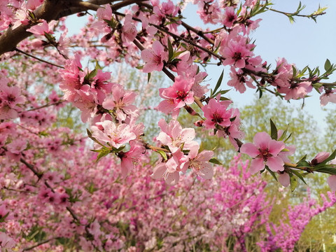 桃花