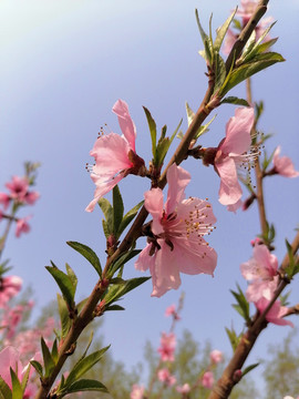 桃花
