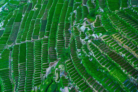 綠茶