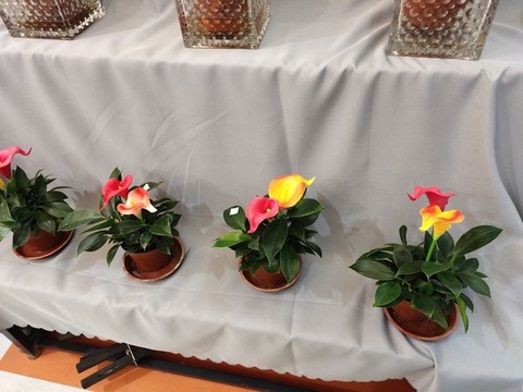 馬蹄蓮花