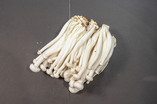 白玉菇