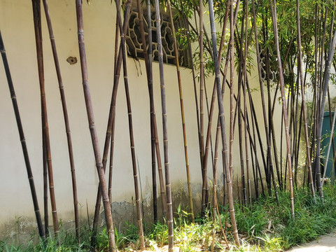 紫竹林