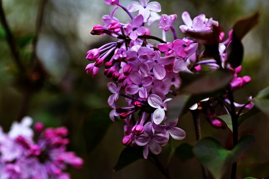 丁香花