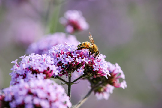蜜蜂