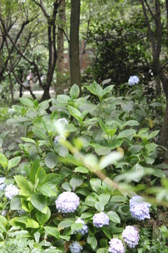 繡球