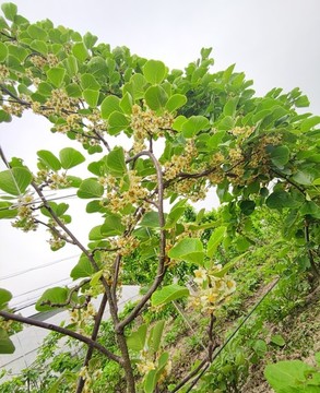 獼猴桃開(kāi)花