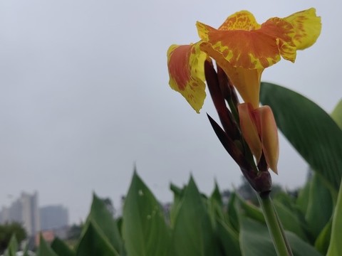 獨自傲放美人蕉