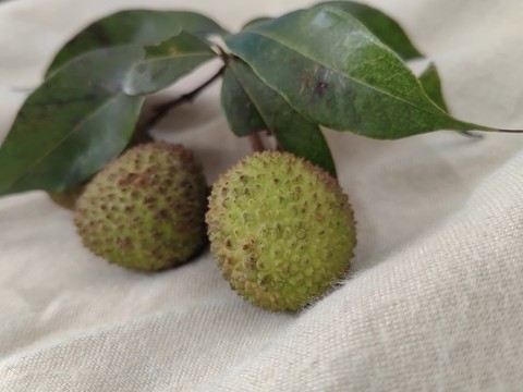 靈山妃子笑荔枝