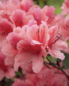綻放杜鵑花