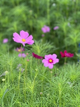 波斯菊
