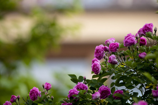 月季花薔薇花