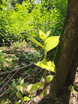 一縷陽光下的樹葉