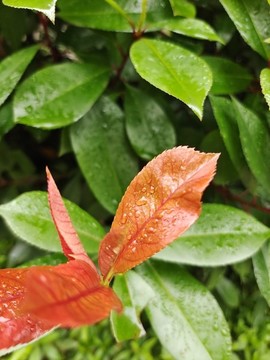 雨后綠植