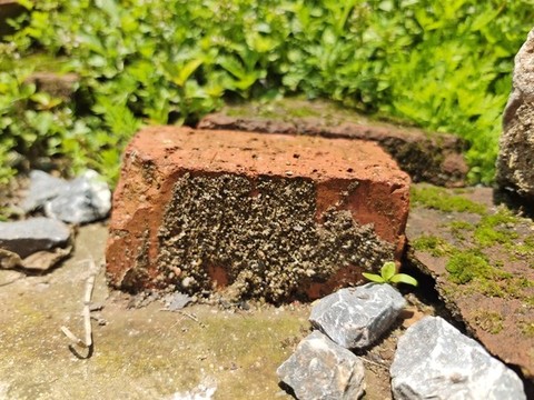 路邊石頭野草