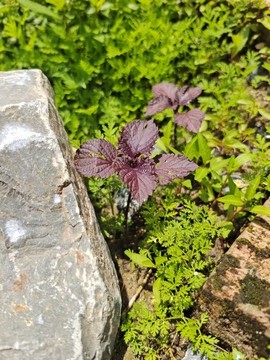 路邊野草