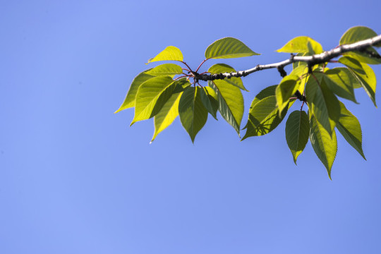 櫻花樹樹枝