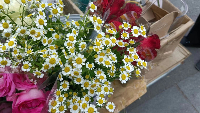 大濱菊